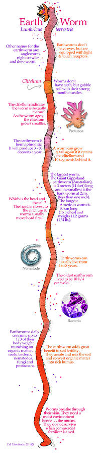 Lumbricus Terrestris Drawing - Earth Worm Poster by Tall Tales Alexander