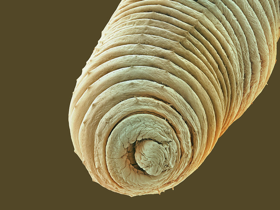 Wildlife Photograph - Earthworm, Sem by Steve Gschmeissner
