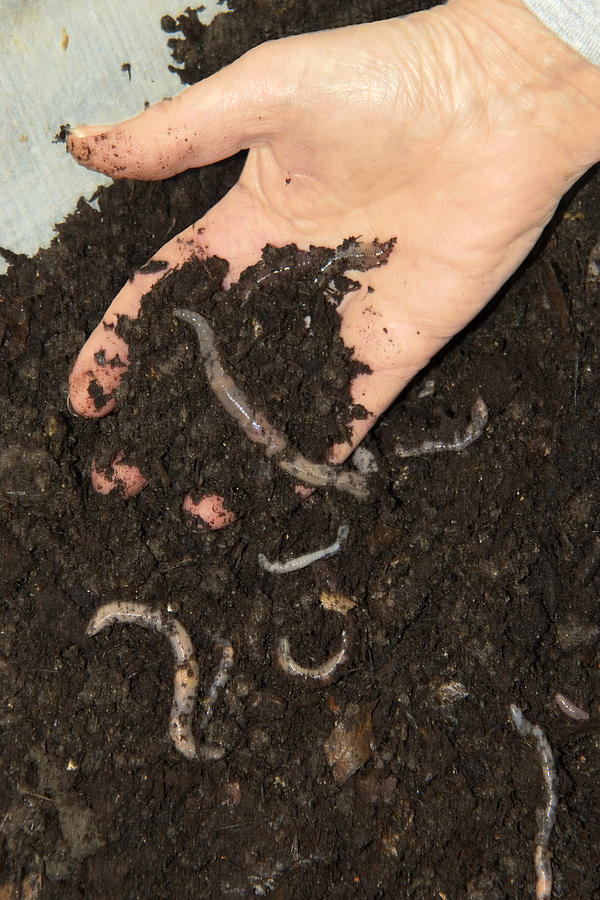 Wildlife Photograph - Earthworms In Soil by Sheila Terry