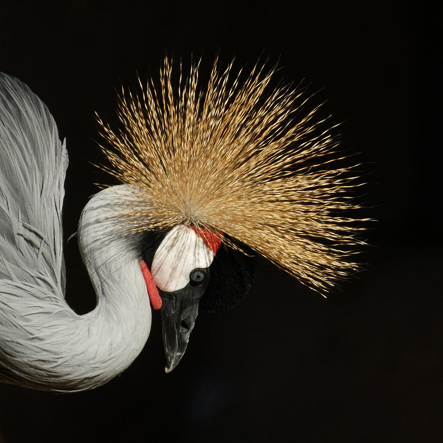 East African Crowned Crane 4 Photograph by Ernest Echols