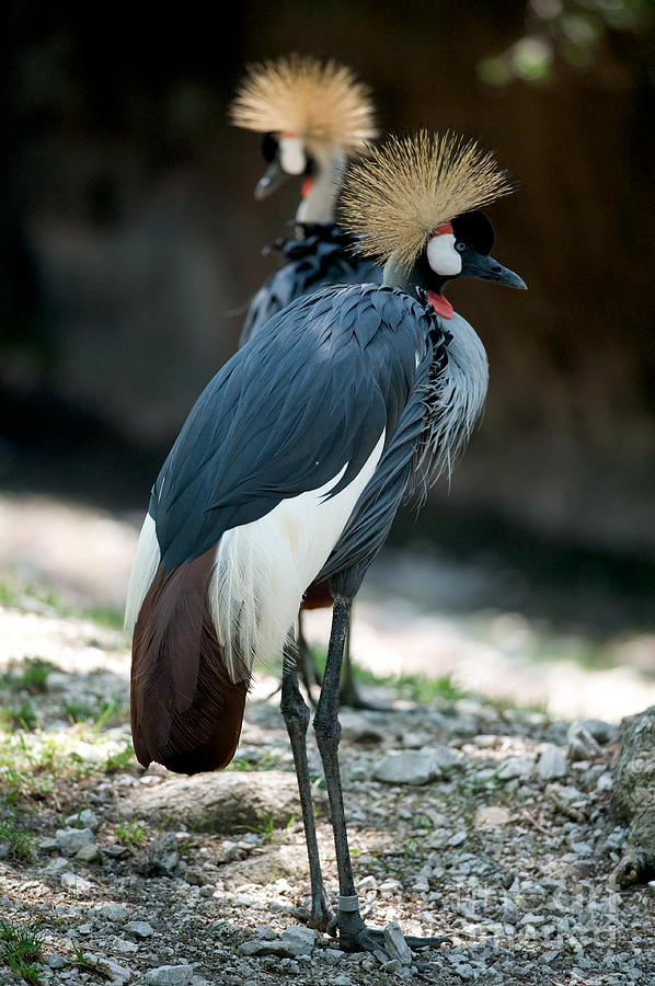 East African Crowned Crane Photograph
