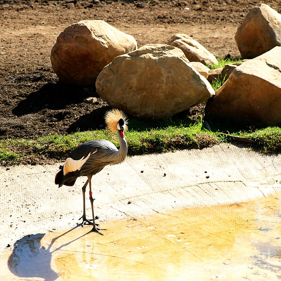 East African Crowned Crane Photograph by Henrik Lehnerer