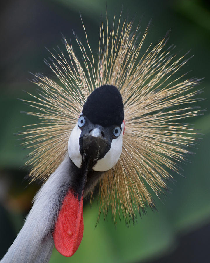 East African Crowned Crane Photograph by Maggy Marsh