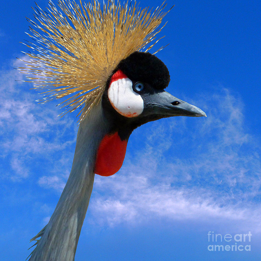 Crane Photograph - East African Crowned Crane by Two Hivelys