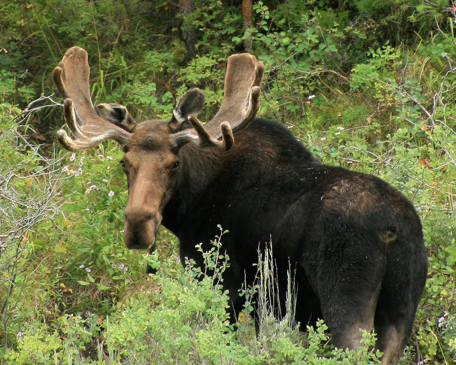 Moose Photograph - East Canyon Moose by Gene Praag