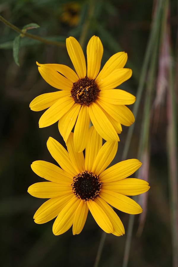 East Coast Dune Sunflower Photograph By April Wietrecki Green - Fine ...