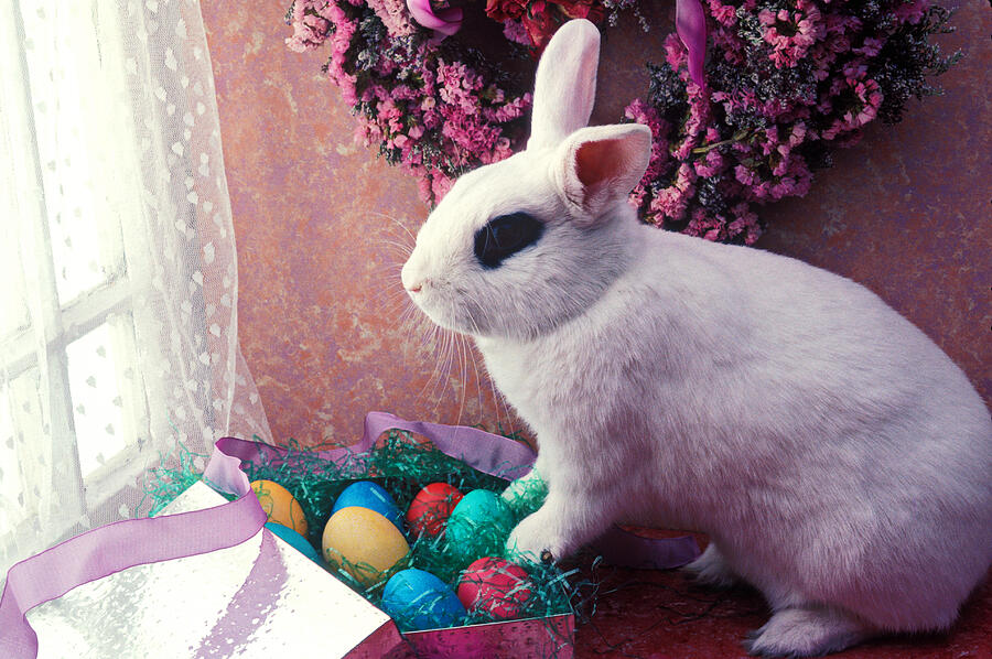 Easter bunny Photograph by Garry Gay