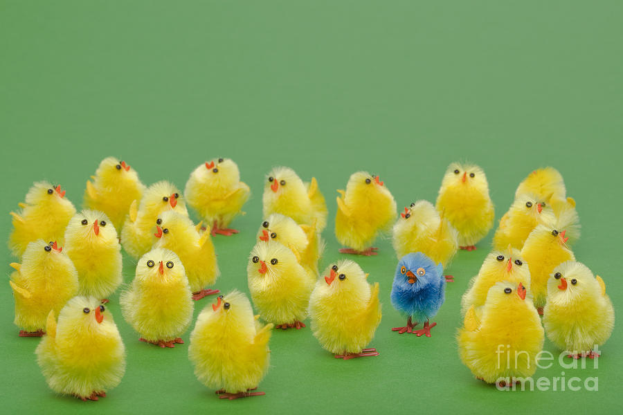 Easter Photograph - Easter chicks the odd one out by Richard Thomas