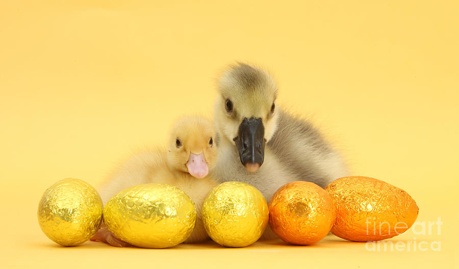 Nature Photograph - Easter Duckling And Gosling by Mark Taylor