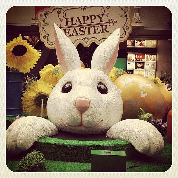 Rabbit Photograph - Easter in Hong Kong by Talulah Blue
