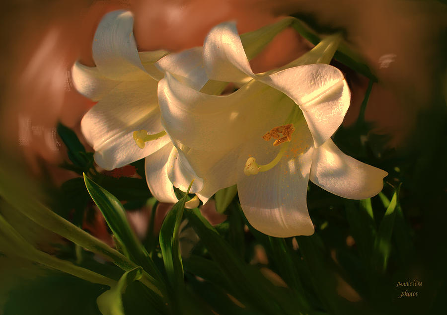 Easter Lilies at sunset Photograph by Bonnie Willis