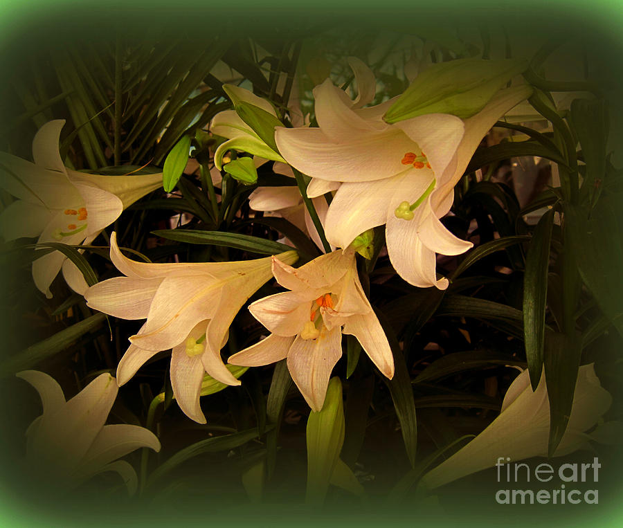 Easter Lilies Photograph by Susanne Van Hulst