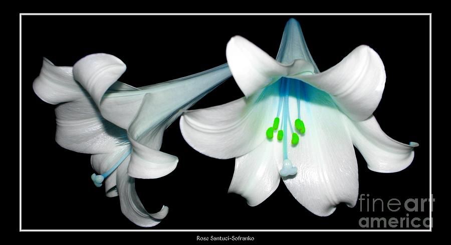 Easter Lilies with Bluegrass Effect Photograph by Rose Santuci-Sofranko