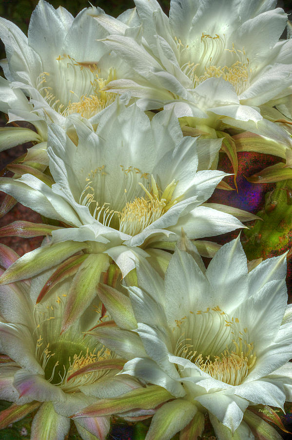 Easter Lily Cactus Bouquet HDR Photograph by Phyllis Denton