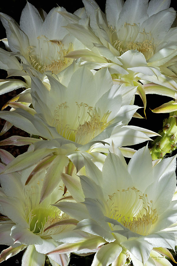 Easter Lily Cactus Bouquet Photograph by Phyllis Denton