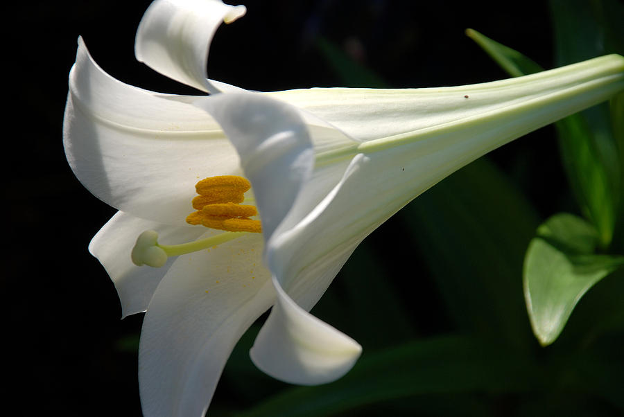 EASTER LILY No 1 Photograph by Janice Adomeit
