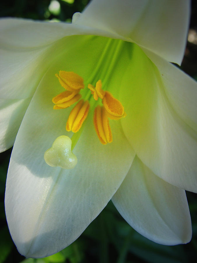 Easter Lily Photograph by Stacy Michelle Smith