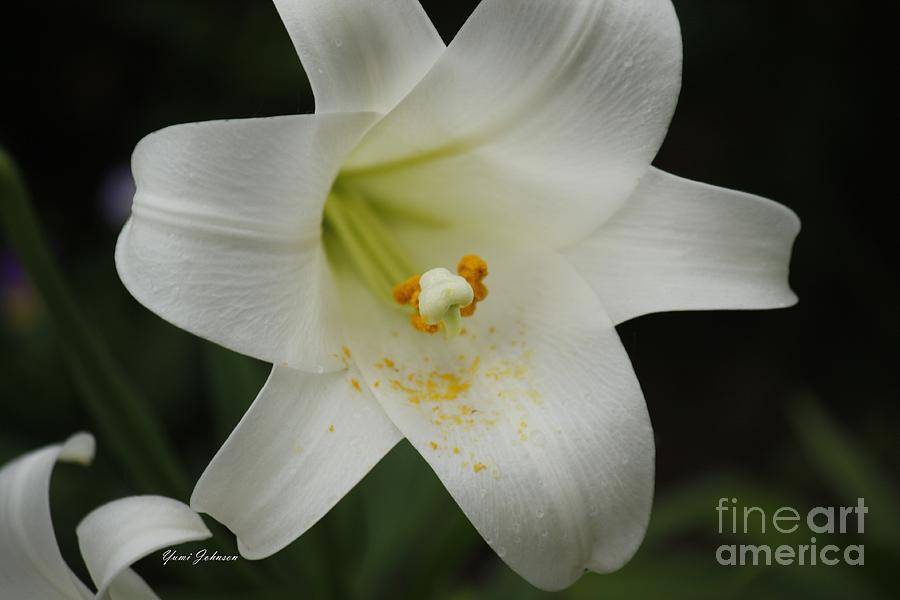 Easter Lily Photograph by Yumi Johnson