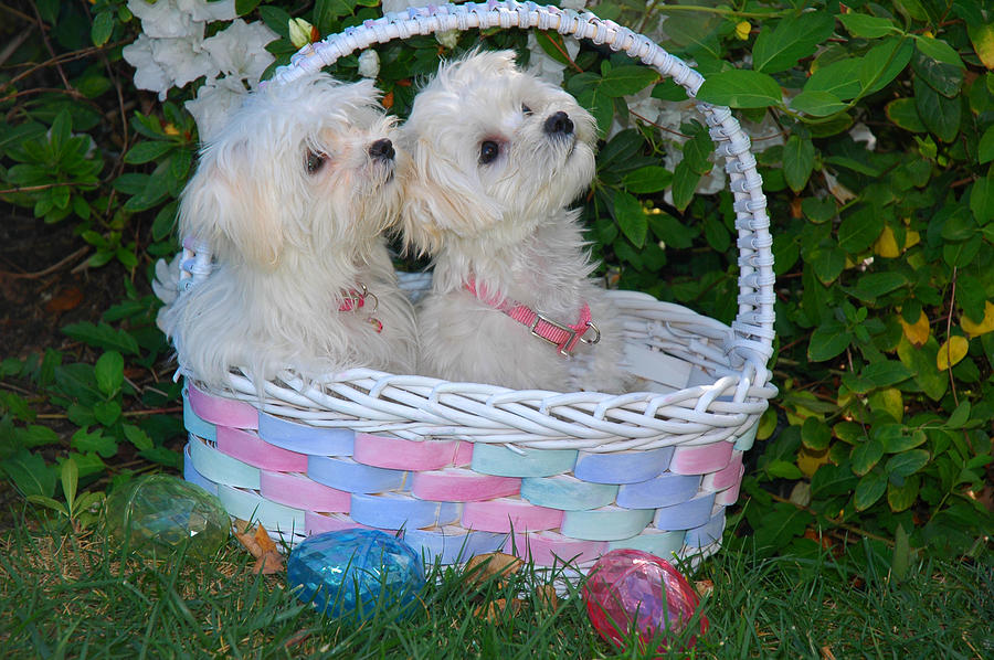 Easter Pups Photograph by Lynn Bauer