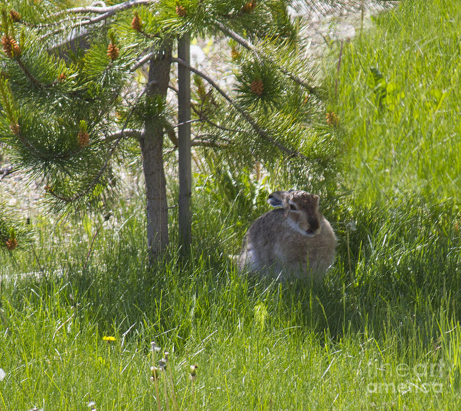 Easter Rabbit Photograph by Donna L Munro