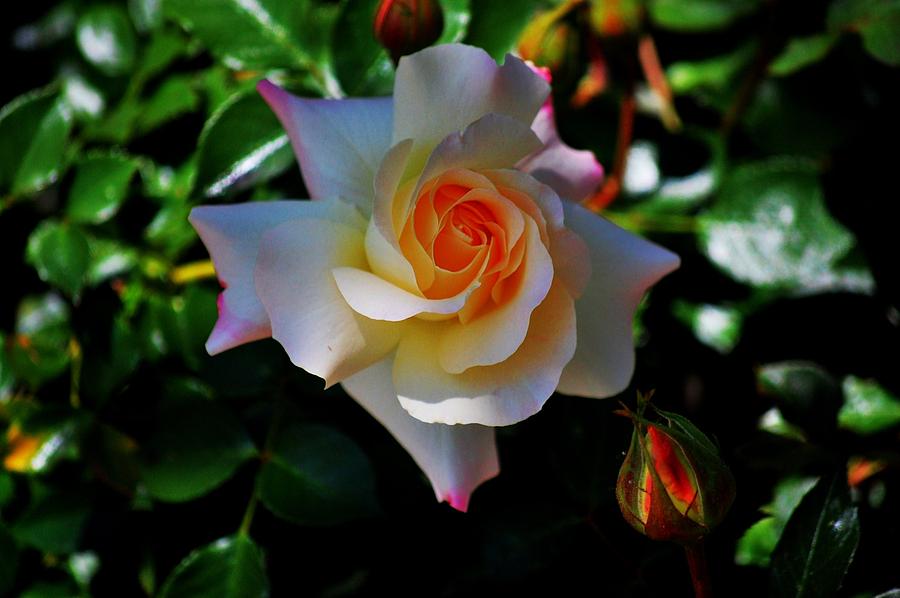 Spring Photograph - Easter rose by Helen Carson