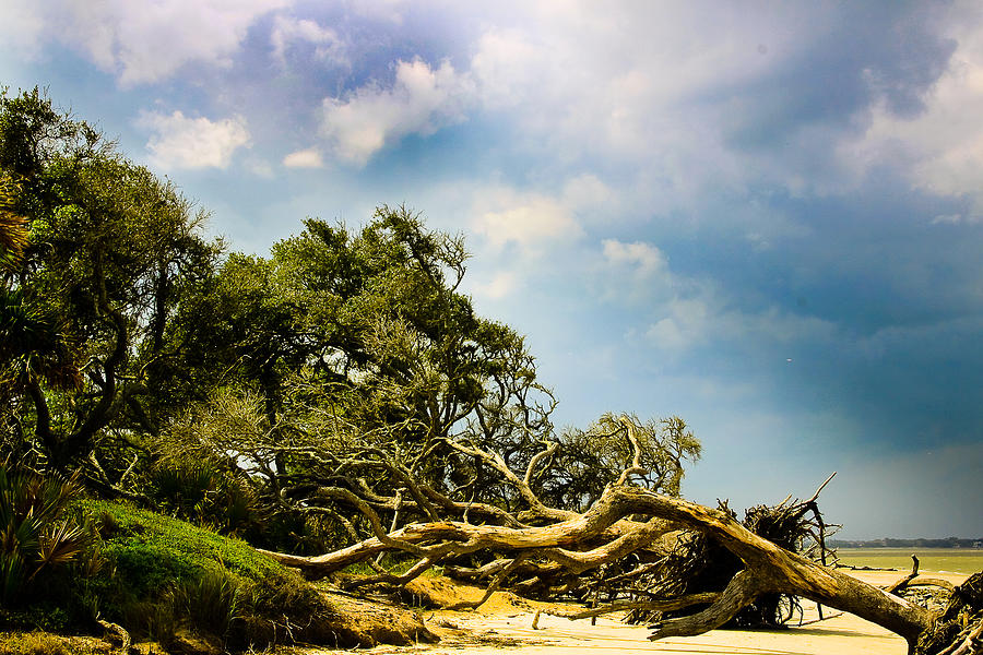 Tree Photograph - Easterly  by Michael Ray