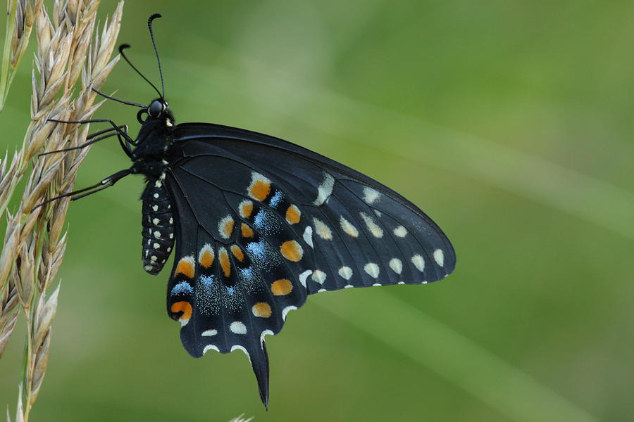 Eastern Black Swallowtail Butterfly Photograph by Daniel Reed