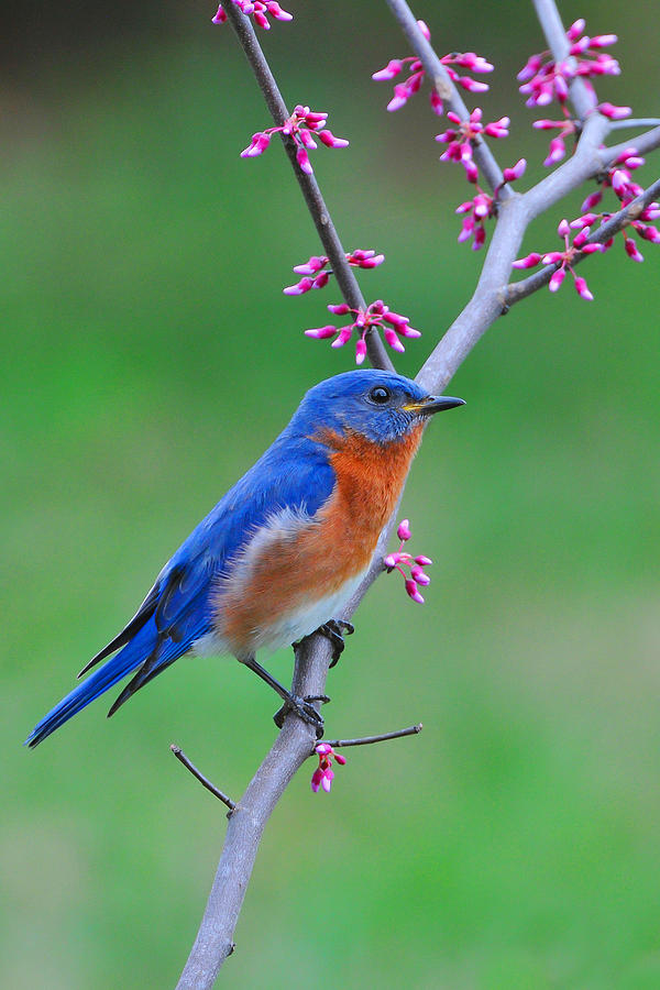 Spring Photograph - Eastern Bludbird on Redbud by Alan Lenk