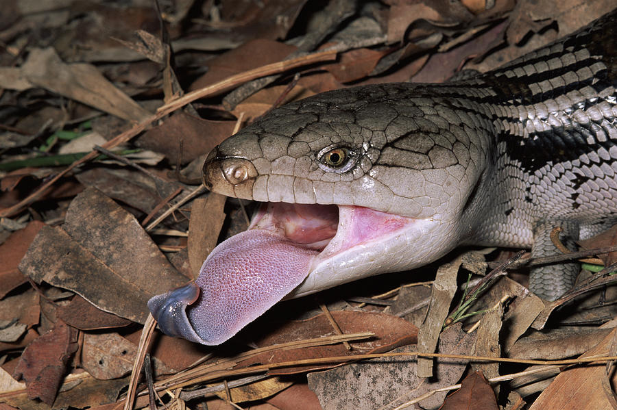 Eastern Blue-tongue Skink Threat Display Photograph by Michael and  Patricia Fogden