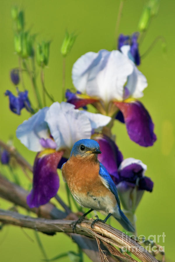 Eastern Bluebird - D000476 Photograph by Daniel Dempster