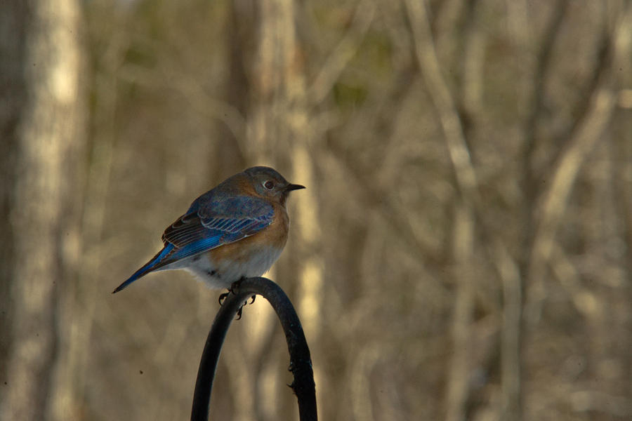 Bluebird Photograph - Eastern Bluebird 24 by Douglas Barnett