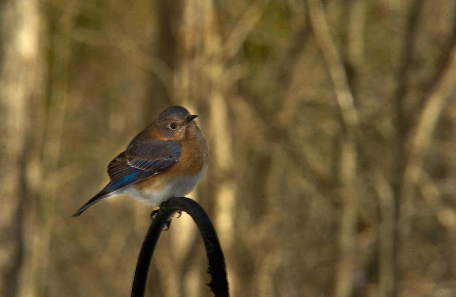 Bluebird Photograph - Eastern Bluebird 25 by Douglas Barnett
