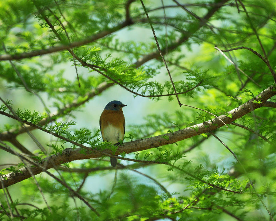 Eastern Bluebird in Bald Cypress Tree Photograph by Rebecca Sherman