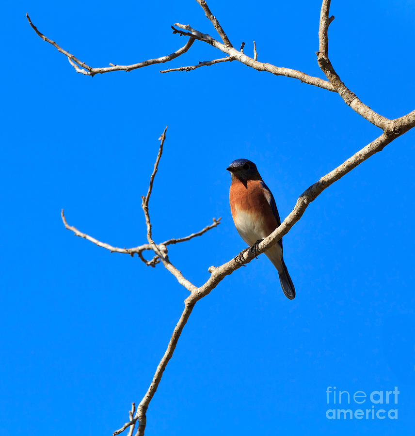 Bluebird Photograph - Eastern Bluebird by Louise Heusinkveld