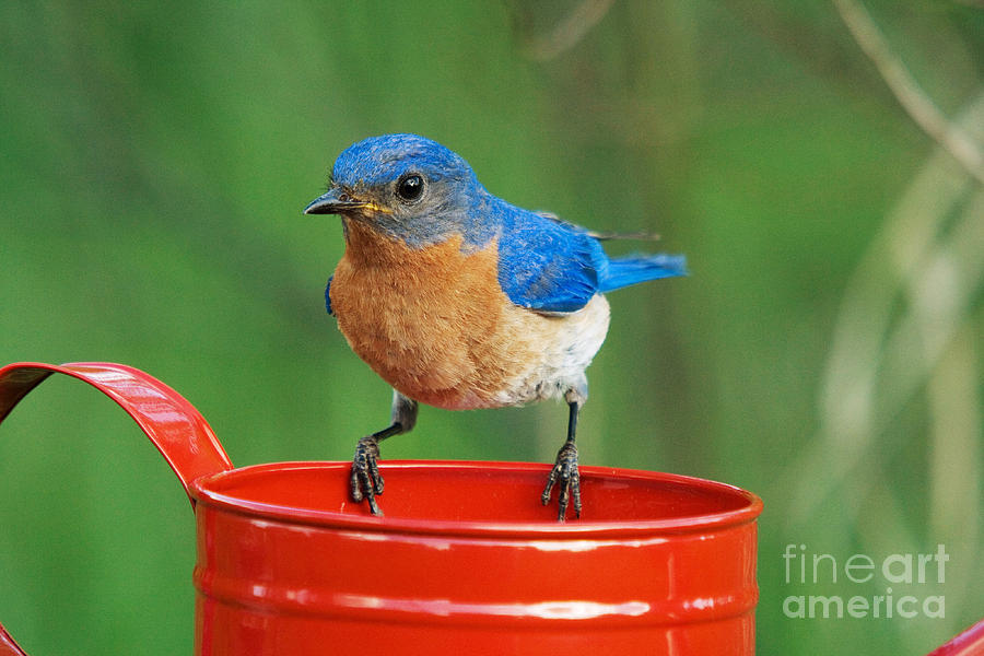 Eastern Bluebird Male Photograph by L Freshwaters Arndt and Photo Researchers