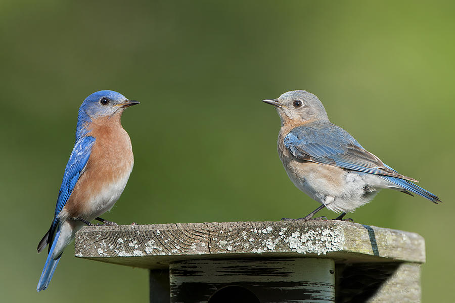 Eastern Bluebird Pair Photograph by Bonnie Barry