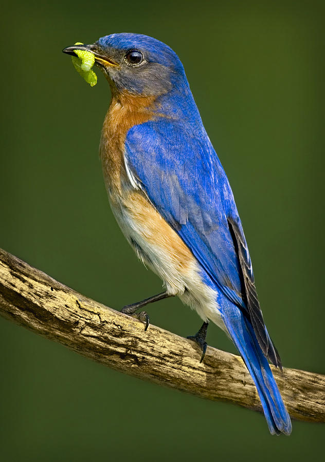 Eastern Bluebird Photograph by Susan Candelario