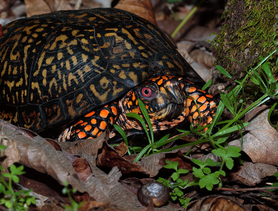 Eastern Box Turtle Photograph by Daniel Reed