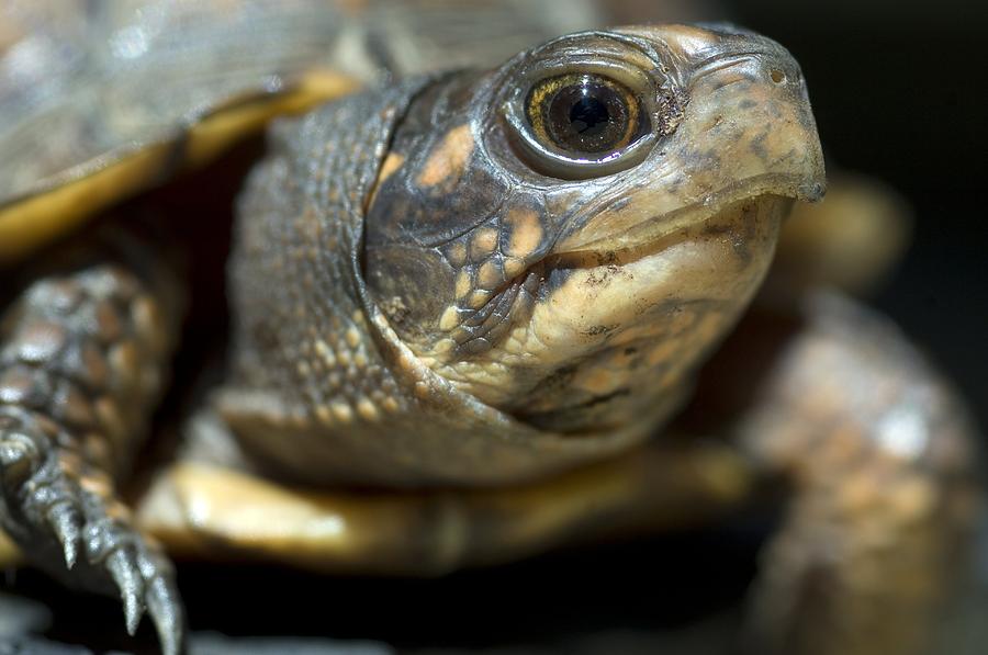 Turtle Photograph - Eastern Box Turtle by Georgette Douwma