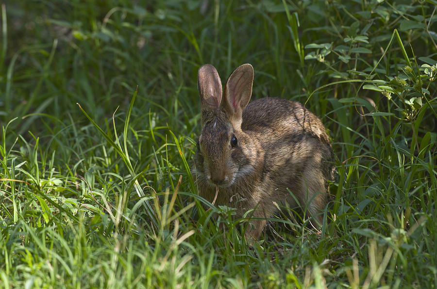 Eastern Cottontail - 2427 Photograph by Jerry Owens
