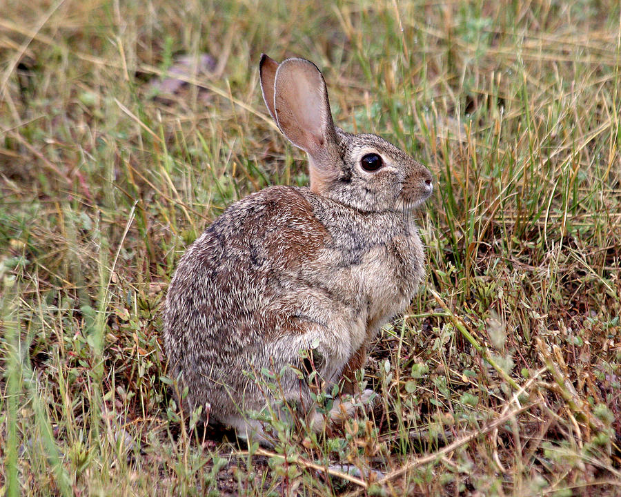 Eastern Cottontail in full view Photograph by Doris Potter