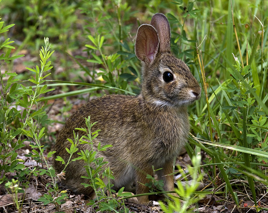 Eastern Cottontail Rabbit DMAM005 Photograph by Gerry Gantt