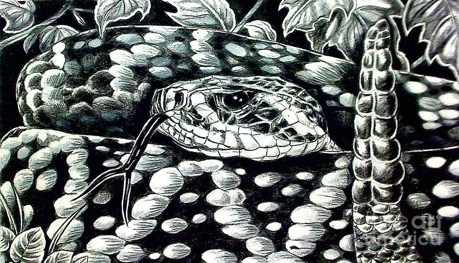 Eastern Daimondback Rattlesnake Drawing by Kimberlee Ketterman Edgar