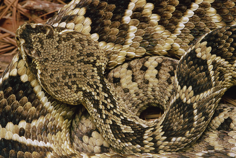 Pattern Photograph - Eastern Diamondback Rattlesnake by Gerry Ellis