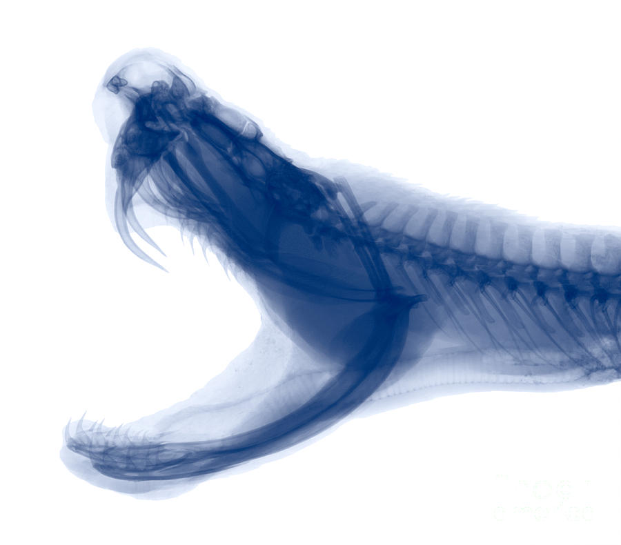 Eastern Diamondback Rattlesnake, X-ray Photograph by Ted Kinsman