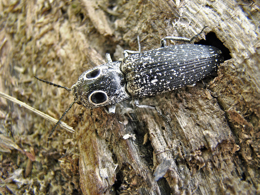 Eastern Eyed Elder Click Beetle - Alaus oculatus Photograph by Carol Senske