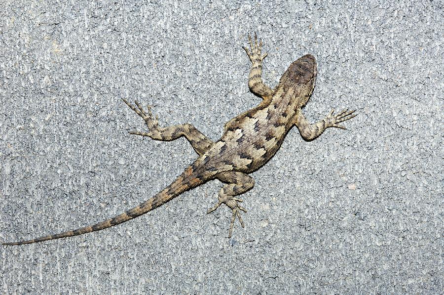 Eastern Fence Lizard Photograph by Georgette Douwma - Fine Art America