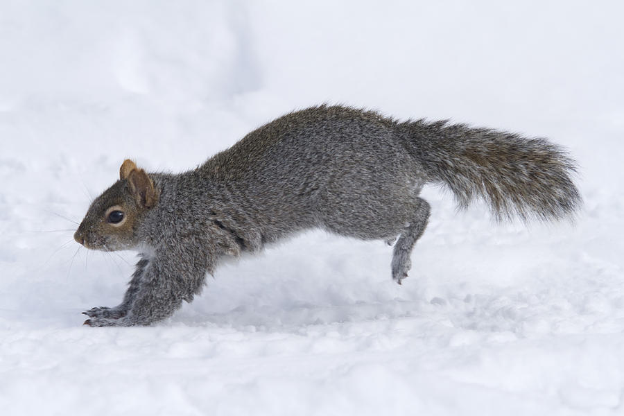 Eastern Gray Squirrel Running Photograph by Philippe Henry - Fine Art  America