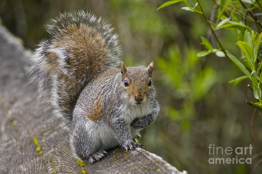 Eastern Gray Squirrel Photograph by Sean Griffin