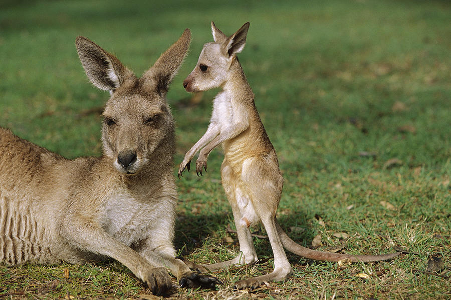 Eastern Grey Kangaroo And Joey Photograph by Cyril Ruoso